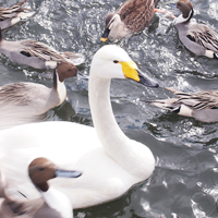 盛岡高松の池の白鳥